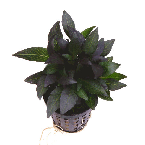 Hygrophila dwerg in pot